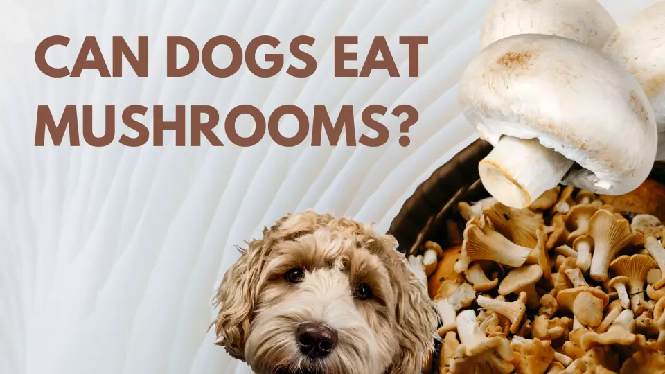 Can Dogs Eat Mushrooms?