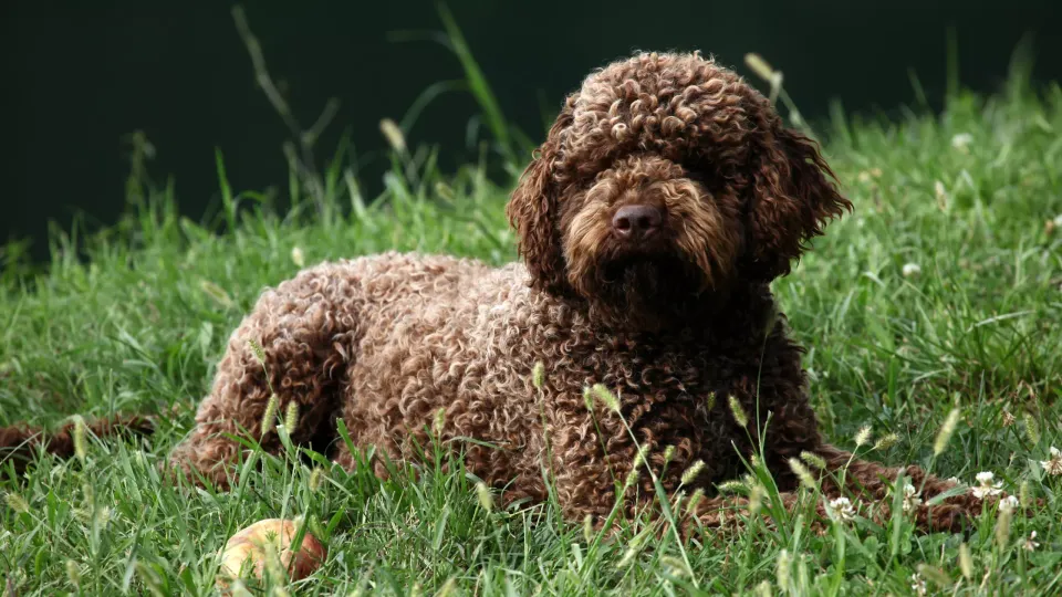 Discovering the Truffle Hunter: The Lagotto Romagnolo